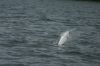 Filename=SAW_2008_172.jpg
Filesize=364KB
Dimensions=800x531
Date added=Aug 12, 2008 SAW_2008_172.jpg