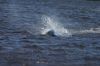 Sneek_2009_070.jpg